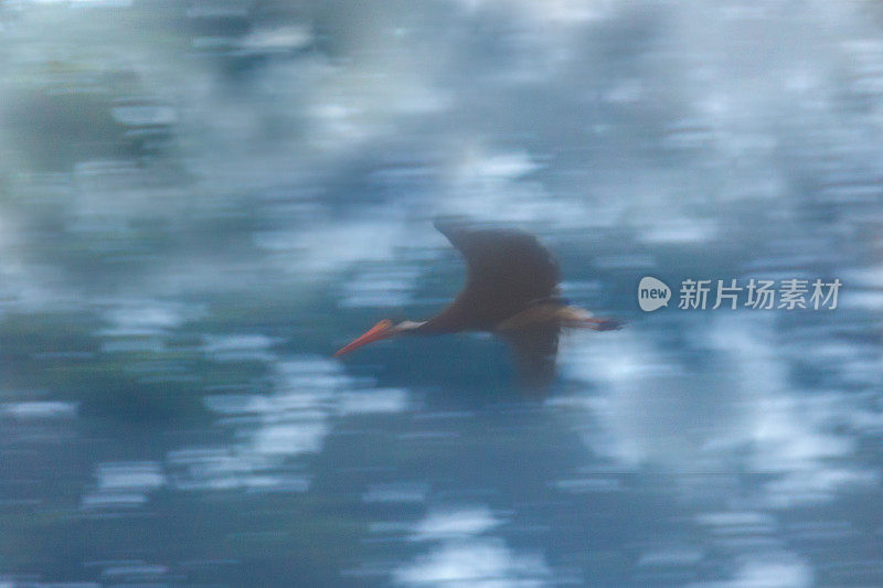 鹳鸟:成年风暴鹳(Ciconia stormi)